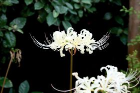 Lycoris radiata White.jpg