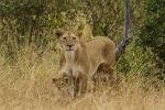 Львица с детёнышами, Национальный парк Масаи Мара