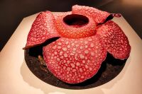 Model of Rafflesia arnoldii, Lee Kong Chian Natural History Museum (100425).jpg