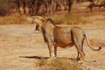 Самец льва, азиатского подвида (Panthera leo persica). Национальный парк Гир