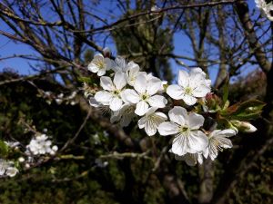 Prunus cerasus april2020.jpg