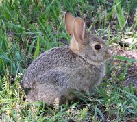 Rabbit in montana.jpg