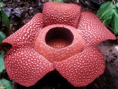 Rafflesia arnoldi 2013-12-31 21-48.JPG