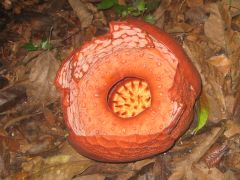 Rafflesia at Gunung Tahan.jpg