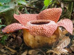 Rafflesia keithii (13890792225).jpg