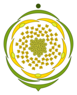 Диаграмма цветка лютика едкого
