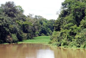 Rio Tefe.jpg