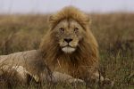 Самец льва, Национальный Парк Серенгети