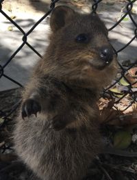 Setonix brachyurus on Rottnest Island 2.jpg