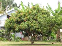 Starr-090617-0938-Litchi chinensis-fruiting habit-Haiku-Maui (41353189901).jpg