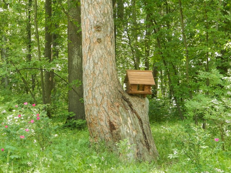Файл:The park in spasskoye-lutovinovo.jpg