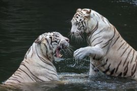 Два белых тигра играют в воде с зоопарке Сингапура