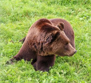 Бурый медведь в Ярославском зоопарке