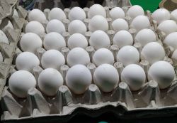 Предприятие специализируется на производстве куриного яйца