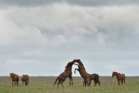 Wild horses in Rostovsky nature reserve.jpg