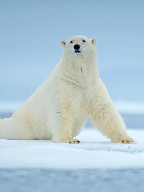 Polar bear and whale watching