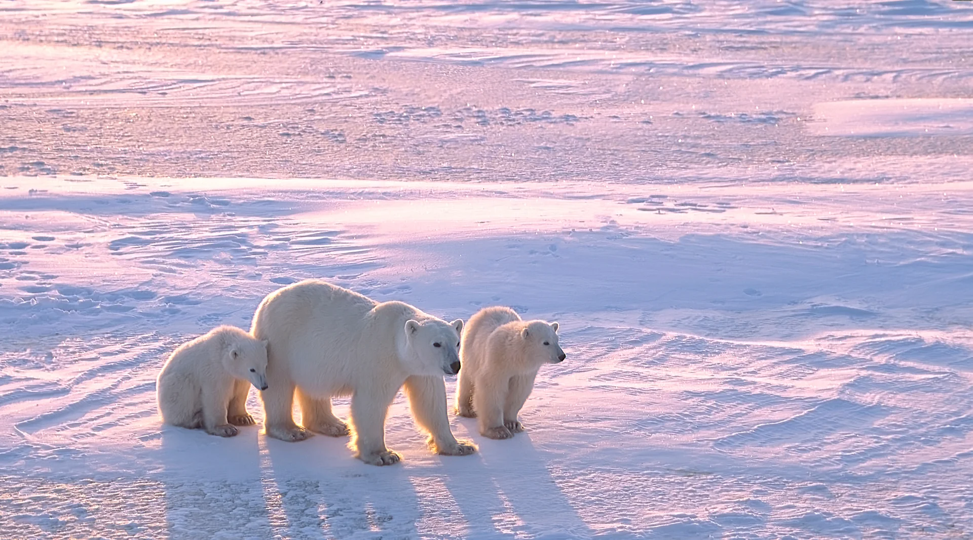 Exploring Wrangel Island