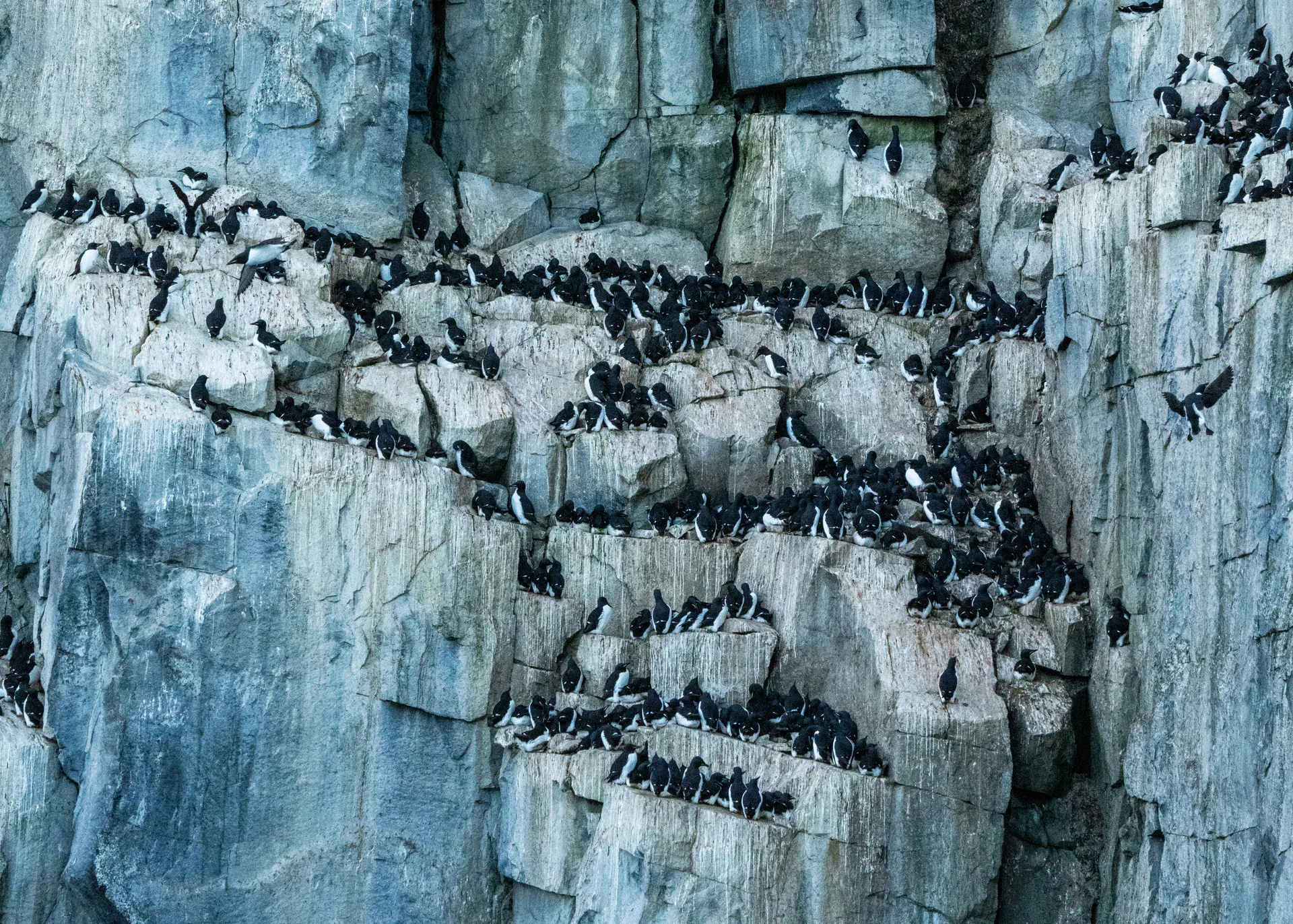 Exploring Wrangel Island