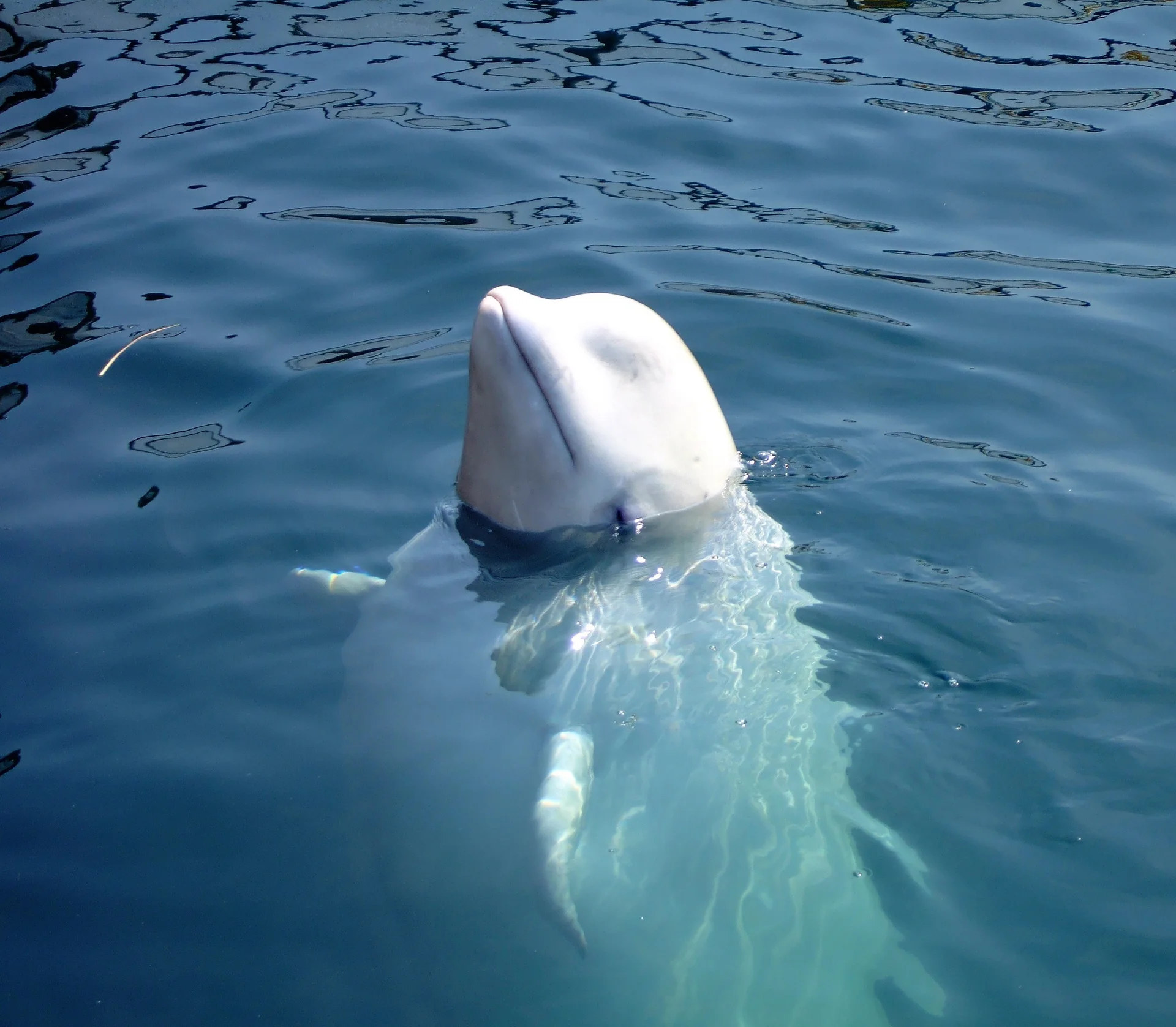 Beluga