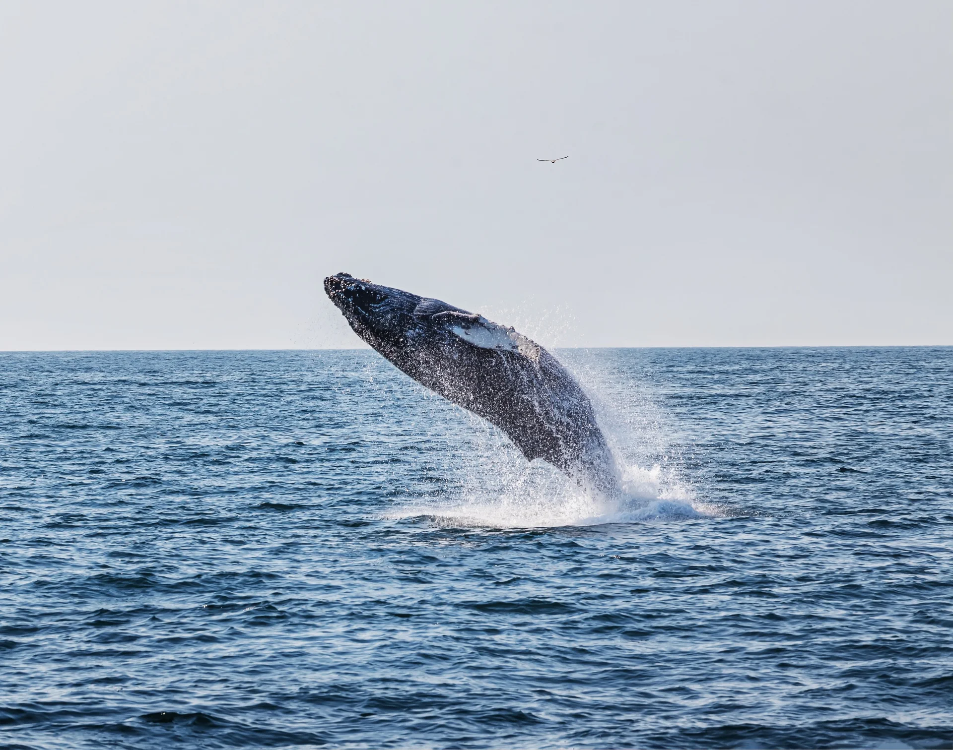 Bowhead whale