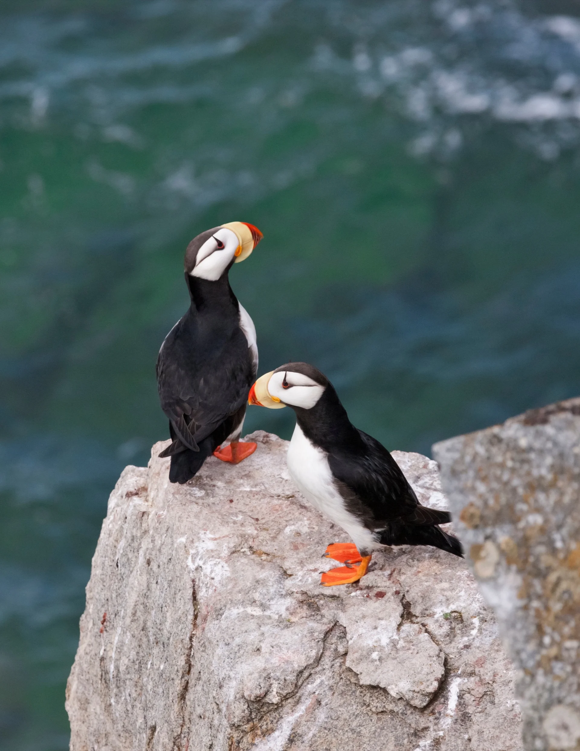 Horned puffin