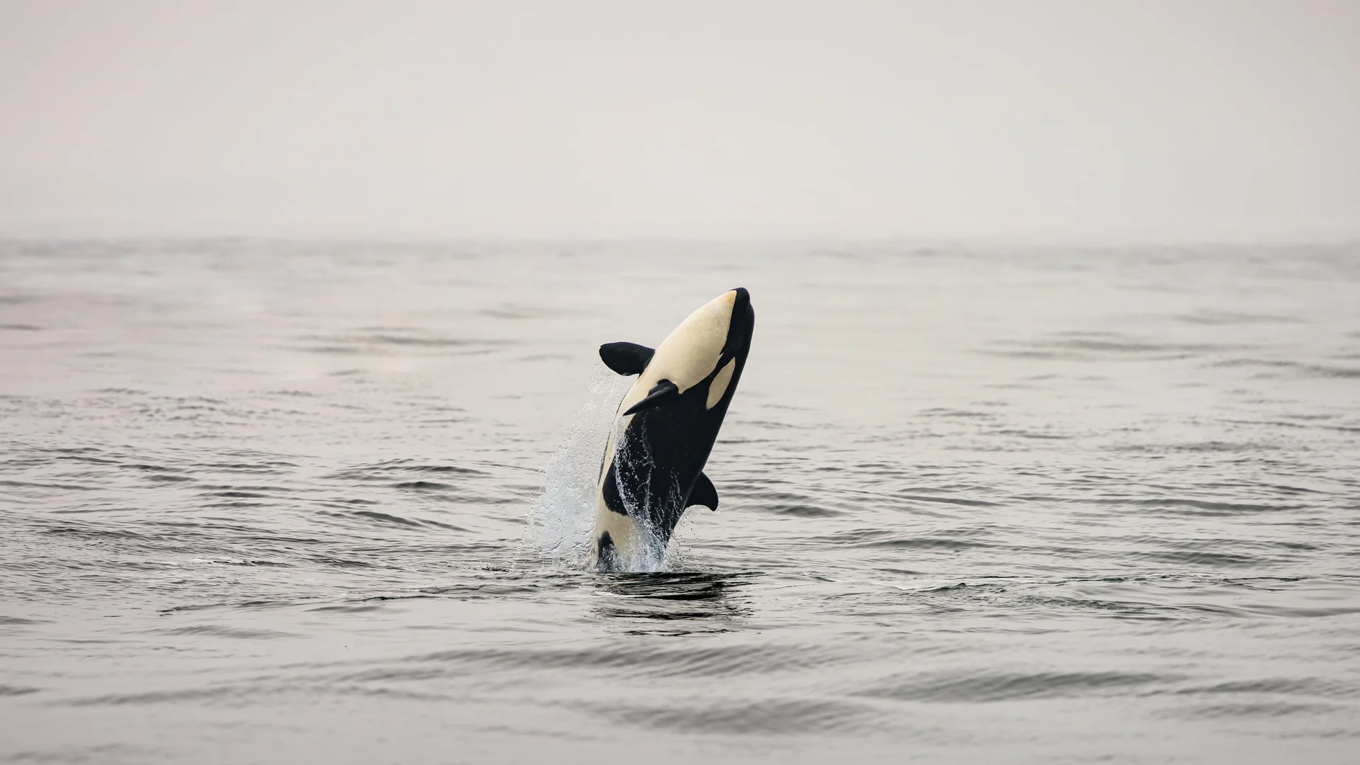 Orca