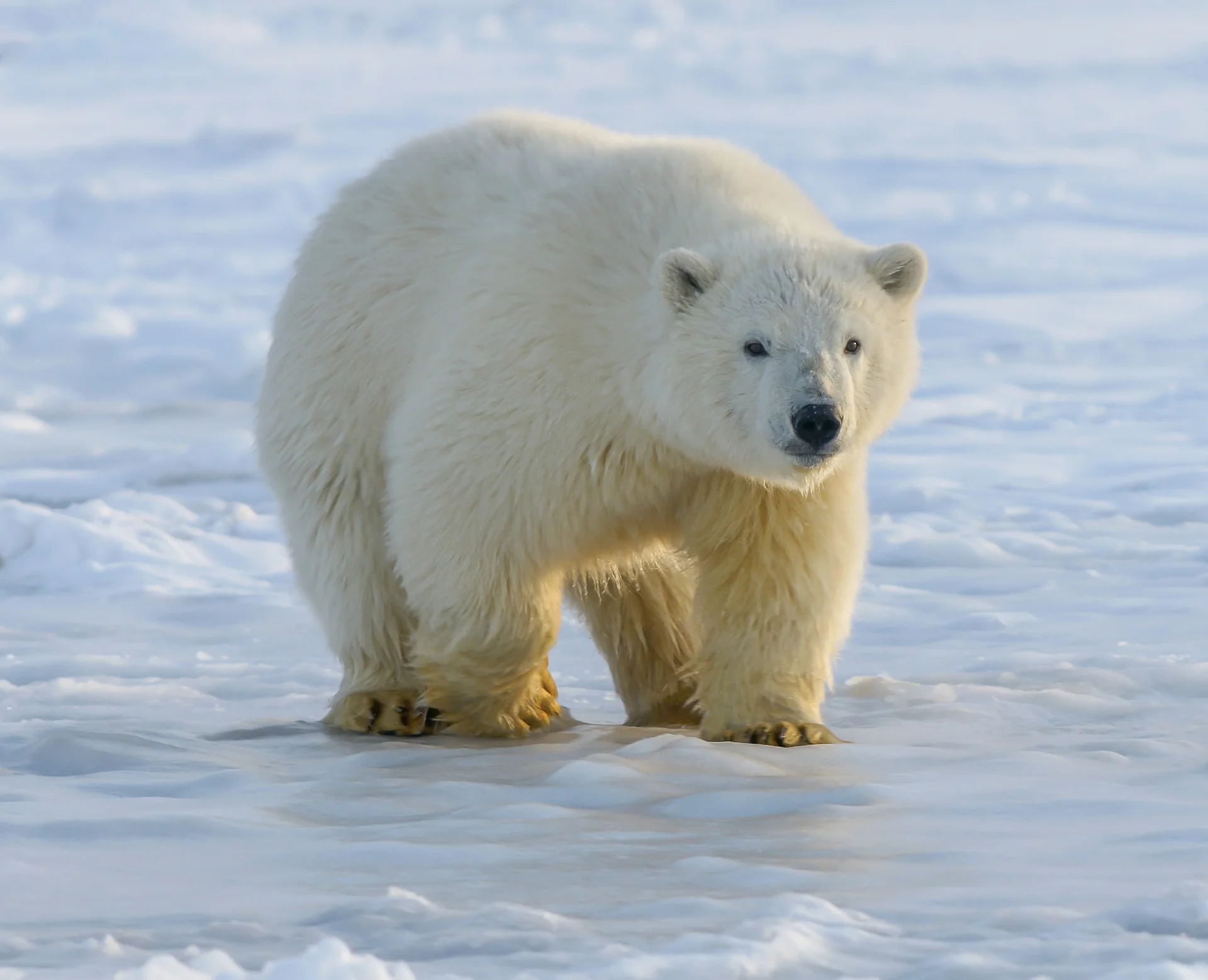Polar bear