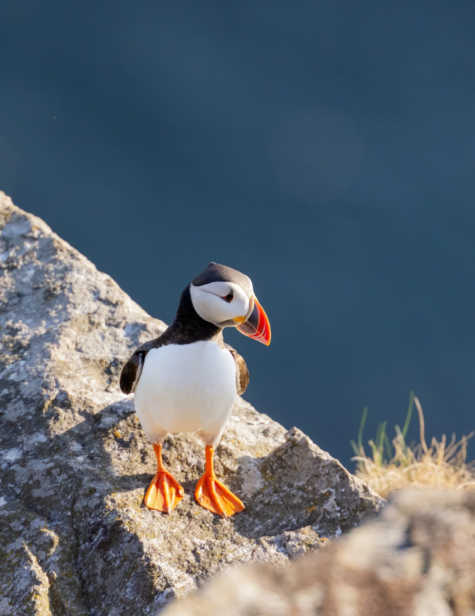 Puffin