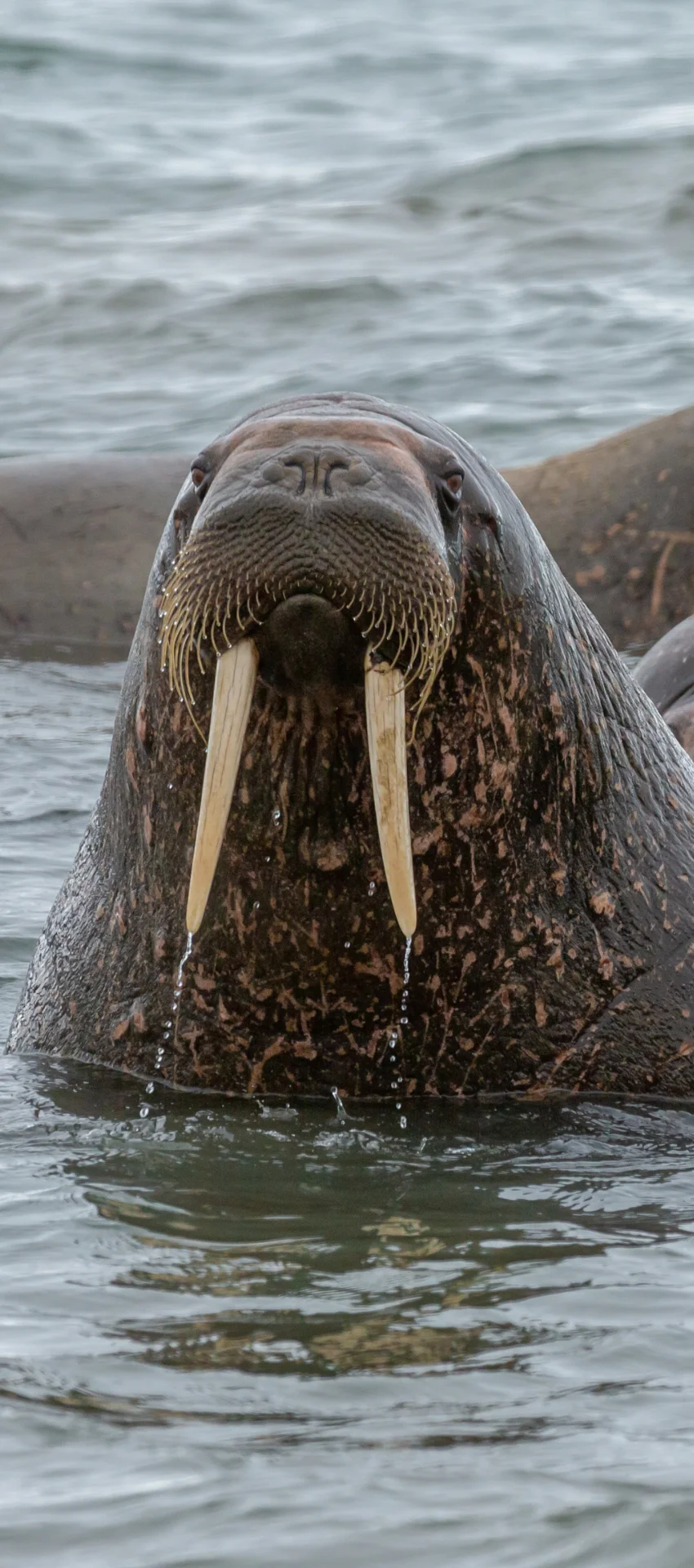 Pacific walrus
