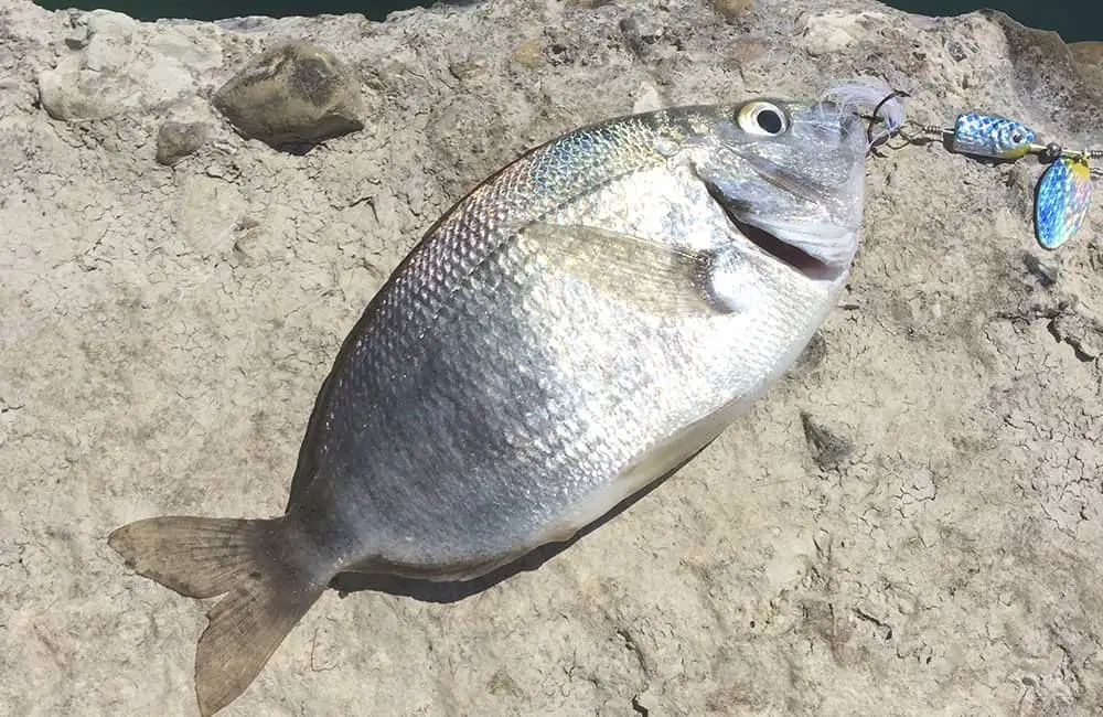 Морская рыбалка на Голубой дачи, Сочи, Лазаревское