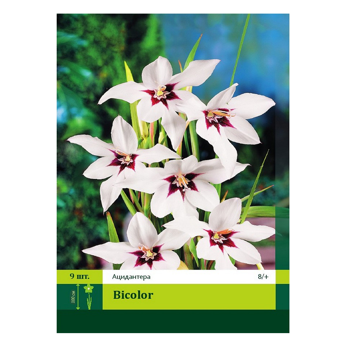 Acidanthera bicolor луковицы