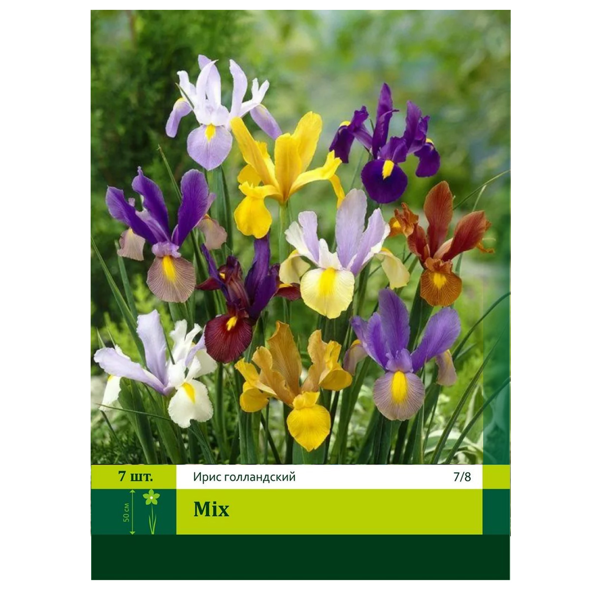 ирис голландский луковичный. ирисы бородатые ассорти. ирис бородатый микс. Hollandica mix ирис голландский. ирис датч микс.