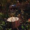 Светильник садовый на солнечной батарее 360 Сова Чудесный сад