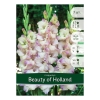 Луковицы Гладиолус Beauty of Holland (7 шт)