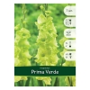 Луковицы Гладиолус Prima Verde (7 шт)