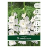 Луковицы Гладиолус Snowdance (7 шт)