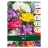 Луковицы Фрезия Freesia double (7 шт)
