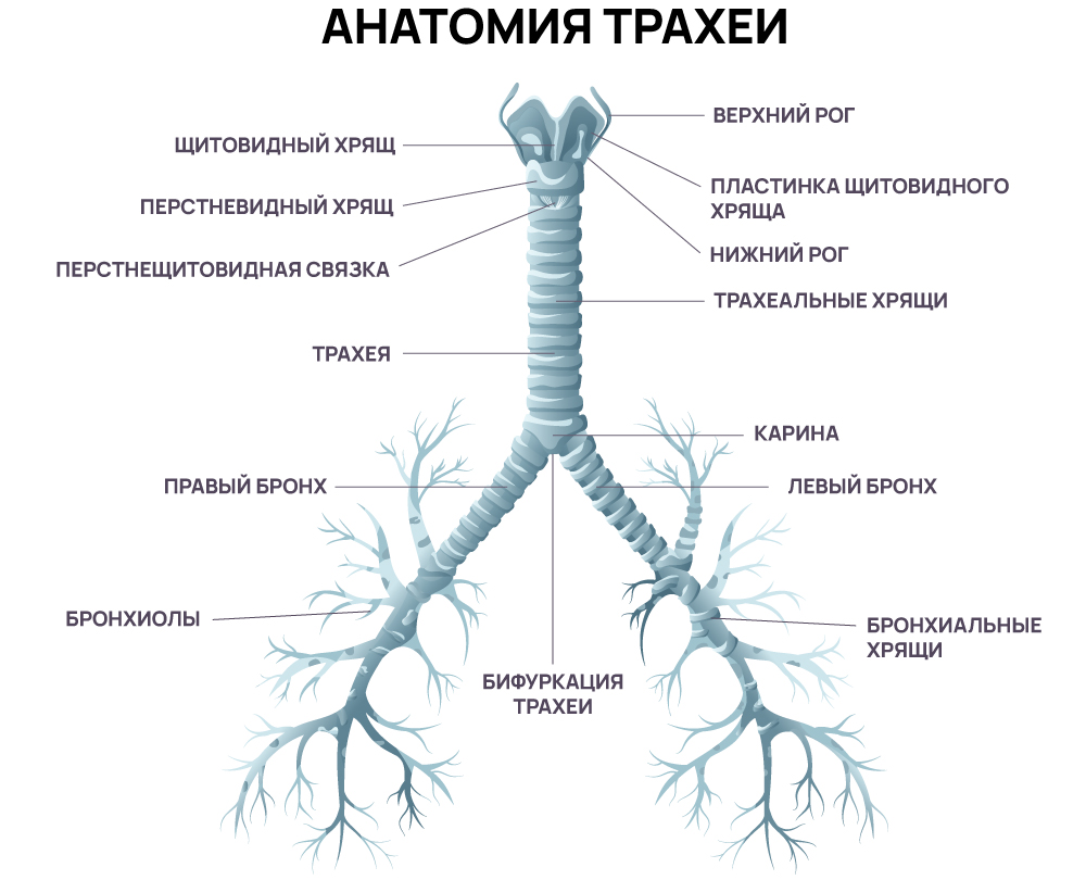 Анатомия трахеи