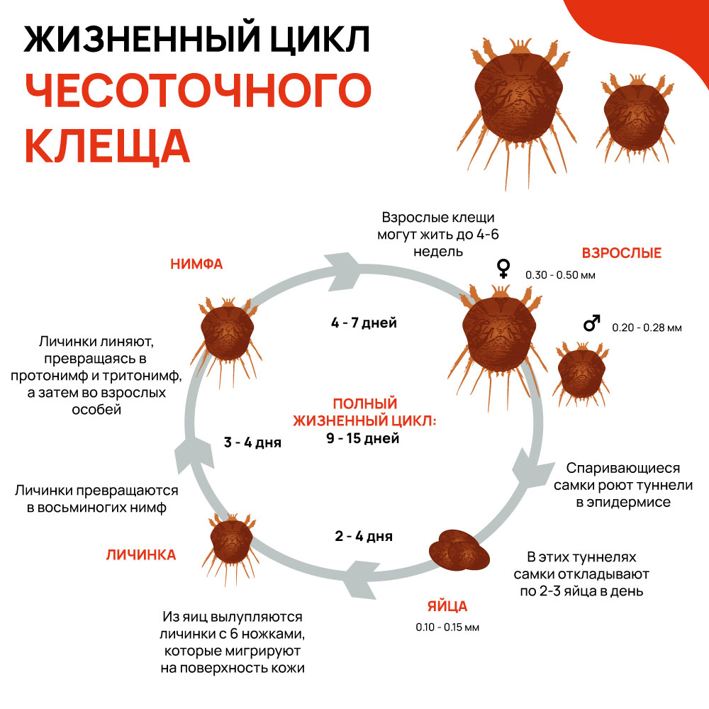 Жизненный цикл чесоточного клеща