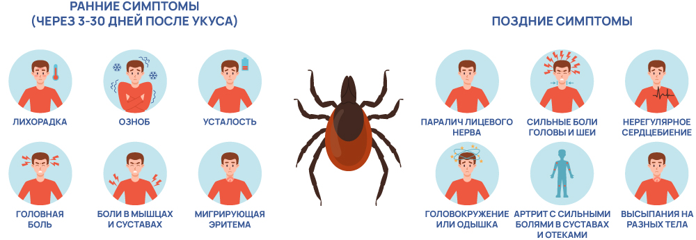 Симптомы болезни Лайма