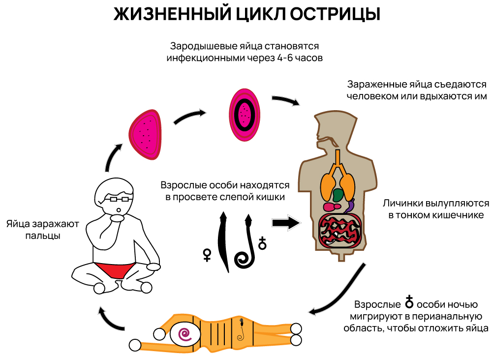 Жизненный цикл острицы