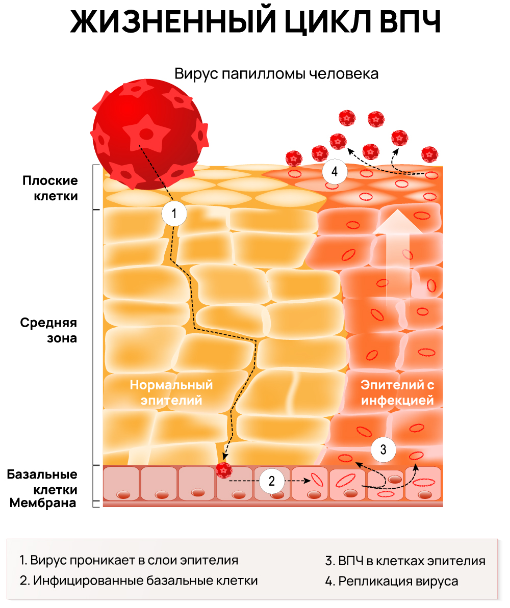 Вирус папилломы человека