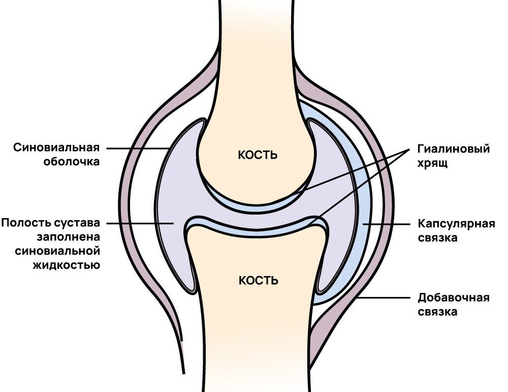 Сустав