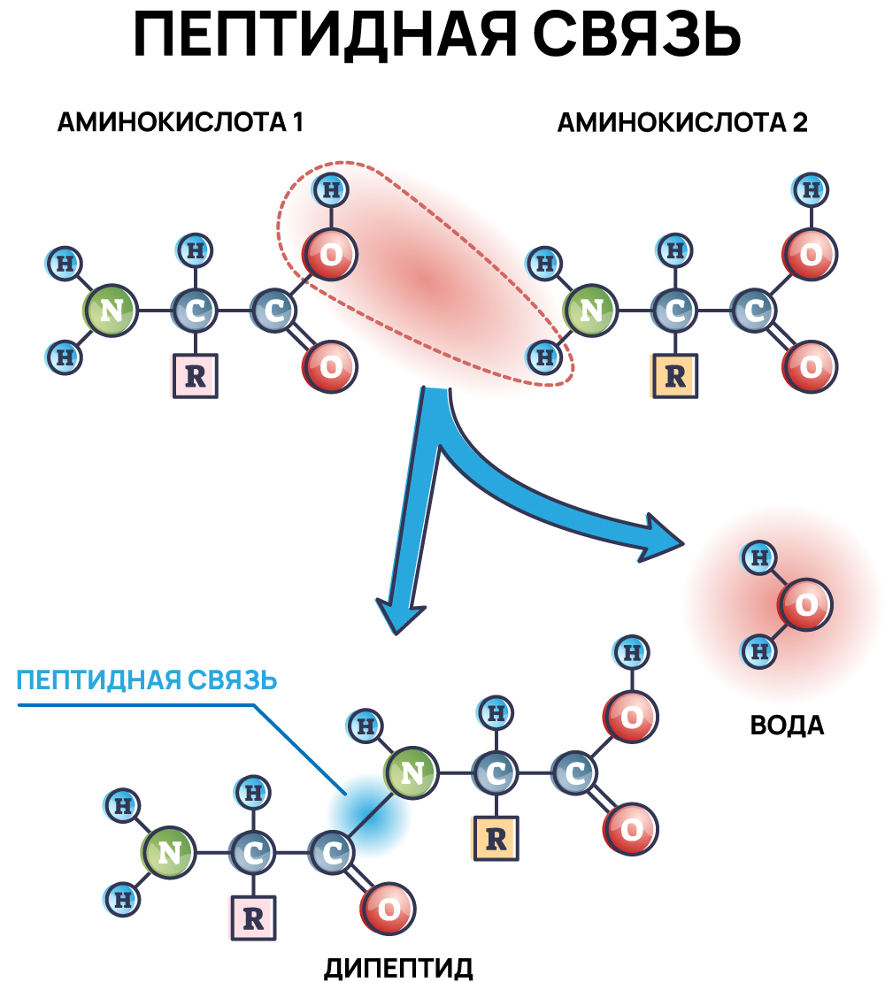 Пептидная связь