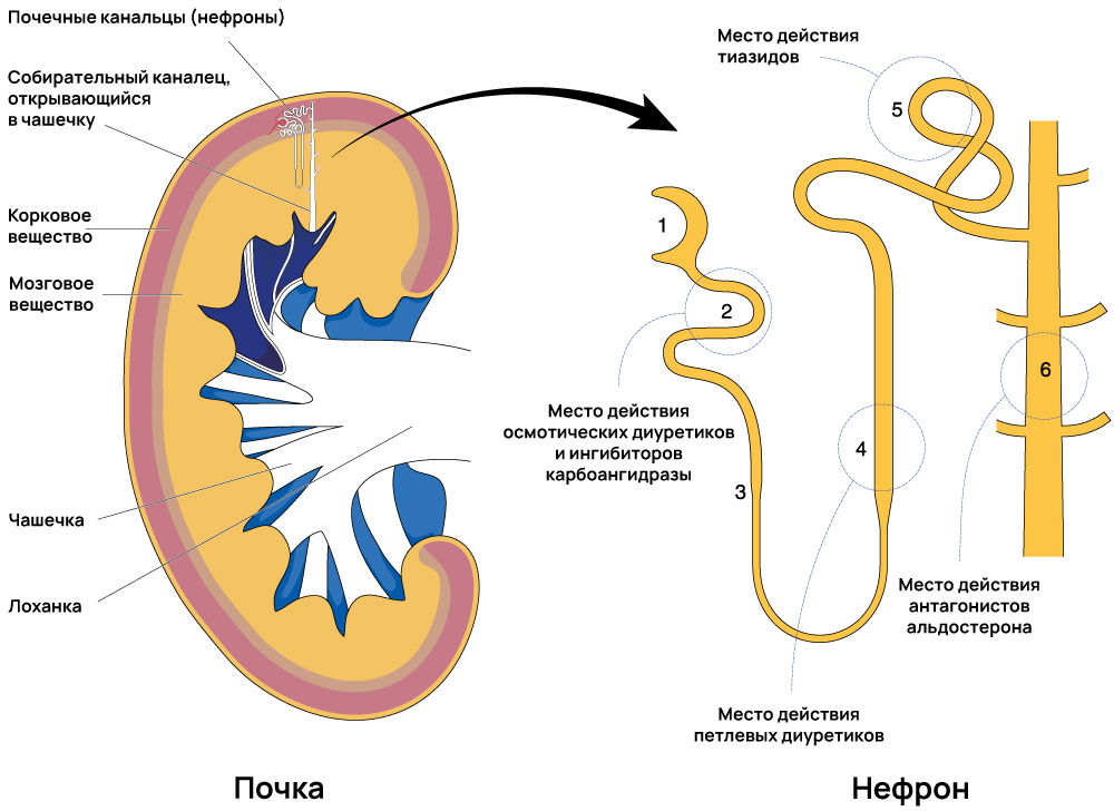 Места действия диуретиков