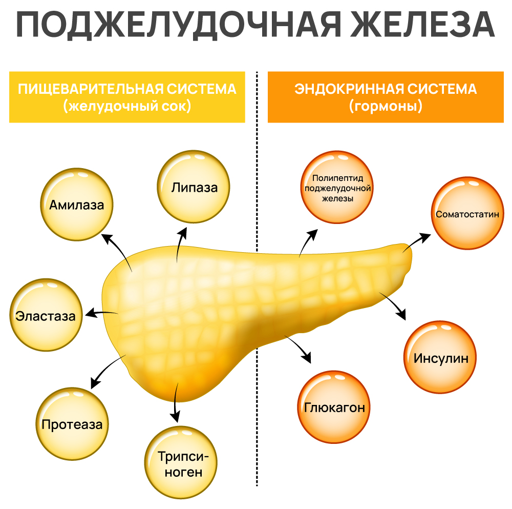 Ферменты поджелудочной железы