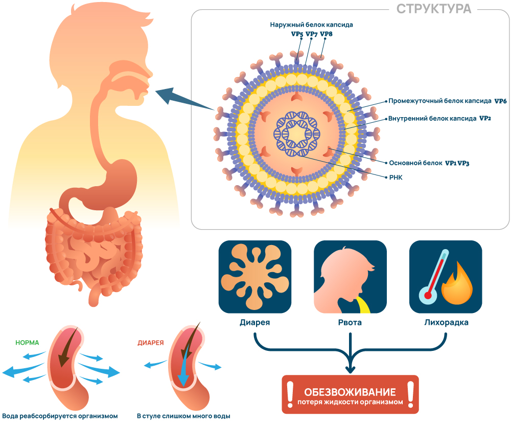 Симптомы ротовируса
