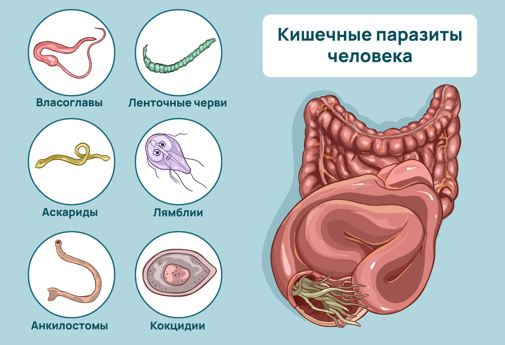 Кишечные паразиты человека