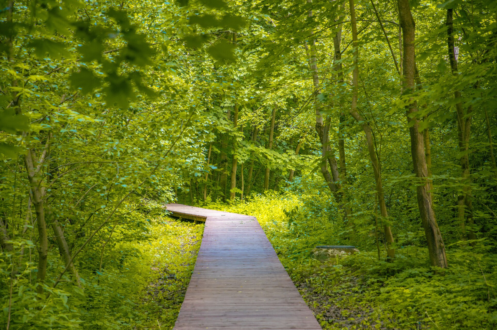 Полувековой лес всего в 1,1 км от вашего дома