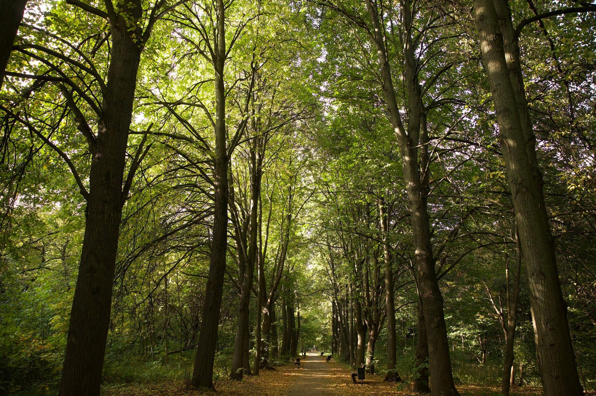 Веломаршруты и экотропы среди вековых деревьев